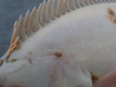 Lepidopsetta