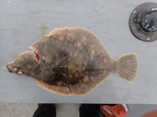 Northern rock sole (Lepidopsetta polyxystra) — Pleuronectidae — 3