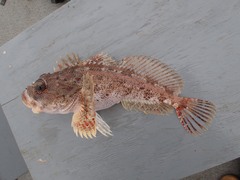 Hemilepidotus hemilepidotus