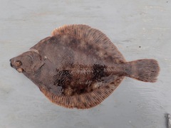 Lepidopsetta