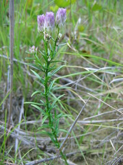 Polygala sanguinea