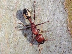 Podomyrma adelaidae