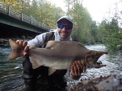 Oncorhynchus gorbuscha