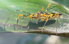 Zelus armillatus