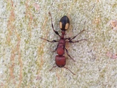 Podomyrma adelaidae