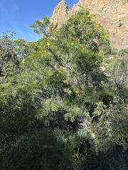 Leucaena retusa