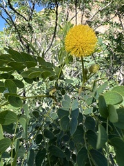Leucaena retusa