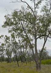 Eucalyptus populnea