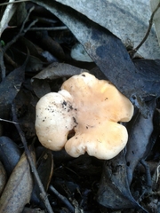 Cantharellus pallens