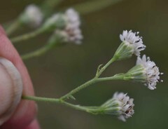 Florestina tripteris