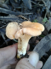 Cantharellus pallens