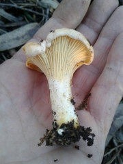 Cantharellus pallens