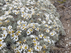 Celmisia sessiliflora
