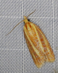 Sparganothis tristriata