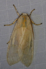 Halysidota tessellaris