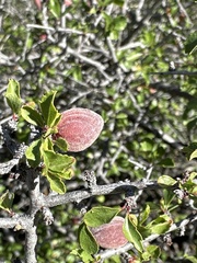 Prunus havardii