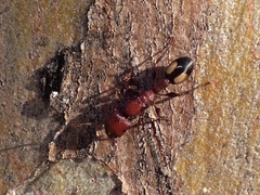Podomyrma adelaidae