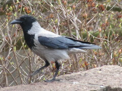 Corvus cornix