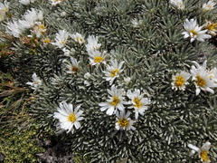 Celmisia sessiliflora