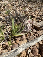 Phemeranthus parviflorus