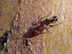 Podomyrma adelaidae