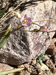 Phemeranthus parviflorus