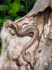 Oligosoma kokowai