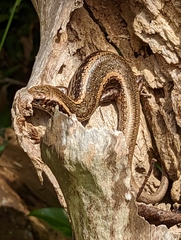 Oligosoma kokowai