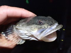 Leptocottus armatus