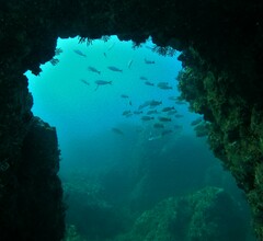 Haemulon maculicauda