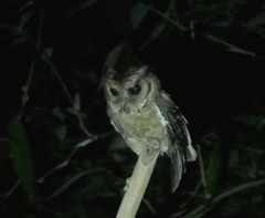 Otus lempiji