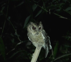 Otus lempiji