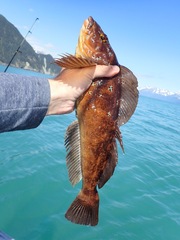 Hexagrammos decagrammus