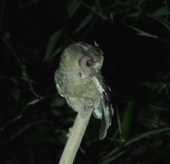 Otus lempiji
