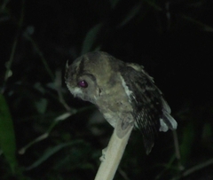 Otus lempiji
