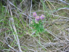 Polygala sanguinea
