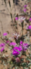 Palafoxia arida arida
