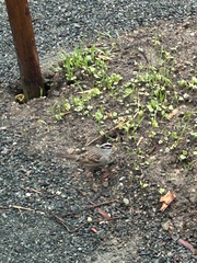 Zonotrichia leucophrys