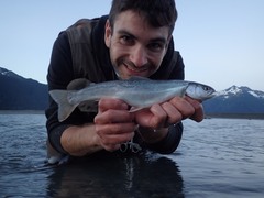 Salvelinus malma
