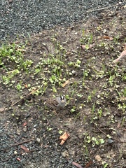 Zonotrichia leucophrys