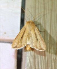 Mythimna oxygala