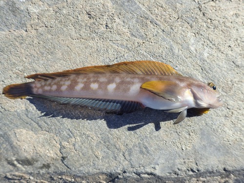 Northern ronquil (Ronquilus jordani) — Bathymasteridae — 3