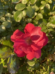 Rosa