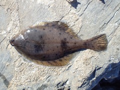 Limanda aspera