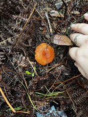 Lactarius rubidus