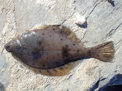 Limanda aspera