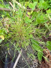 Festuca bromoides