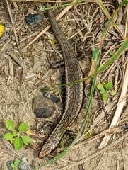 Oligosoma kokowai