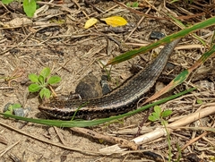 Oligosoma kokowai