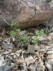 Cardamine macrocarpa